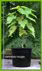Catalpa bignonioides AUREA - GELE Trompetboom/Struik - BIJEN, Tuin en Terras, Ophalen of Verzenden, Zomer