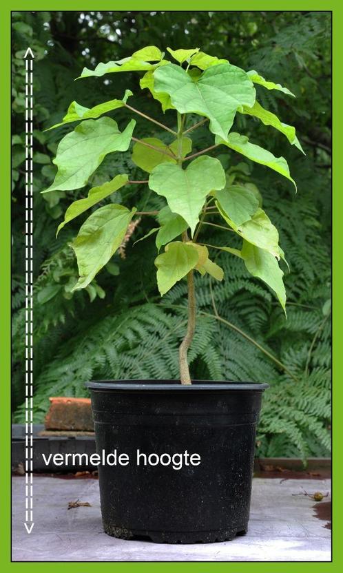 Catalpa bignonioides AUREA - GELE Trompetboom/Struik - BIJEN, Tuin en Terras, Planten | Tuinplanten, Zomer, Ophalen of Verzenden