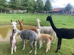 alpaca's te koop, Dieren en Toebehoren, Overige Dieren, Meerdere dieren