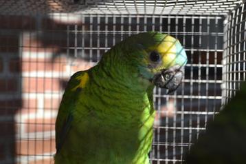2 jonge tamme Geelschouder-blauwvoorhoofd-amazone-papegaaien beschikbaar voor biedingen