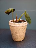 Philodendron scandens, Huis en Inrichting, Ophalen, Overige soorten, Halfschaduw, In pot