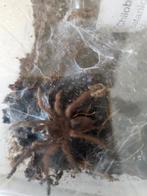 hilobrachys natanicharum (electric blue), Animaux & Accessoires, Insectes & Araignées, Araignée ou Scorpion