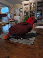 Handtamme edelpapegaai pop, Dieren en Toebehoren, Vogels | Parkieten en Papegaaien, Tam