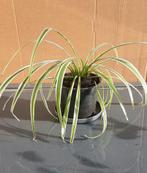 Gras lelie spin plant, Tuin en Terras, Planten | Tuinplanten, Ophalen, Vaste plant, Siergrassen, Halfschaduw