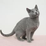 Bleu Russe - chatons à vendre, Vermifugé, Plusieurs animaux, 0 à 2 ans