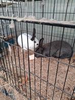 Jonge voedsters, Dieren en Toebehoren, Konijnen, Vrouwelijk, Groot, 0 tot 2 jaar