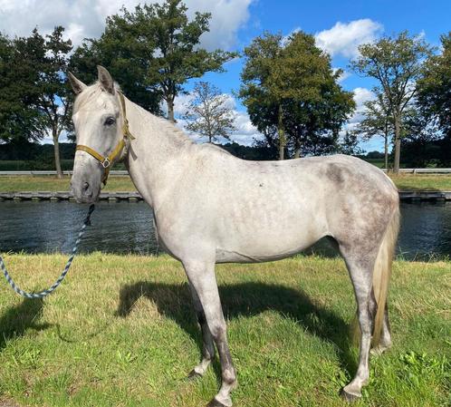 Zeer lieve merrie, Animaux & Accessoires, Chevaux, Jument, Débourré, Moins de 160 cm, 7 à 10 ans, Cheval de récréation, Avec puce électronique