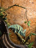 Prachtige nakweek yemen kameleons, Dieren en Toebehoren, Reptielen en Amfibieën, Amfibie