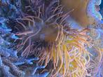 Anémone aquarium récifal, Ophalen, Nieuw, Sierelement