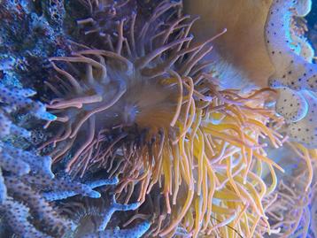 Anémone aquarium récifal  beschikbaar voor biedingen