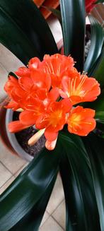 Sint Jozef plant of Clivia, Huis en Inrichting, Kamerplanten, Bloeiende kamerplant, Ophalen of Verzenden, Halfschaduw, Minder dan 100 cm