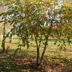 Parrotia persica vanessa, Tuin en Terras, Ophalen, Halfschaduw