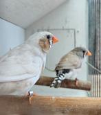 Koppel zebravinken, Dieren en Toebehoren, Tropenvogel, Geringd