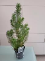 Pinus pinea, Tuin en Terras, Planten | Tuinplanten, Ophalen