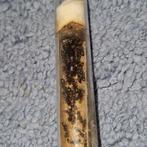 Camponotus sylvaticus 1q 35-50w | fourmis, colonies de fourm, Fourmis