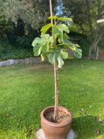 Laurier en vijgenbomen, Tuin en Terras, Planten | Bomen, Ophalen