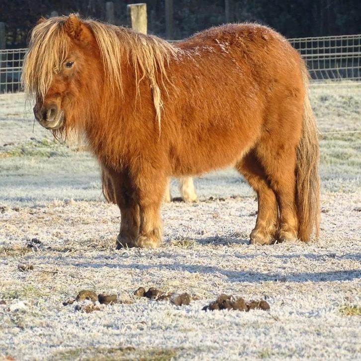 3 shetlandmerries te koop, Dieren en Toebehoren, Pony's, Merrie, Niet van toepassing, A pony (tot 1.17m), Met stamboom, Gechipt