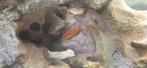 Malawi chicliden saulosi, Dieren en Toebehoren, Vissen | Aquariumvissen