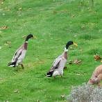 Indische loopeenden - jonge mannetjes, Dieren en Toebehoren, Mannelijk, Eend