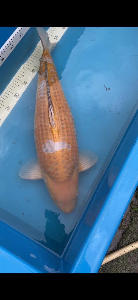 Ochiba 60cm van Sakai (combi met Matsuba en Karashi!), Dieren en Toebehoren, Vissen | Vijvervissen, Karper of Koi