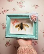shabby chic lijstje - insect, Verzamelen, Dierenverzamelingen, Ophalen of Verzenden, Nieuw, Insect, Opgezet dier