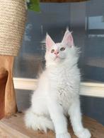 Witte Maine Coon kittens uit uniek bloedlijn met stamboom !, Kater, Gechipt, 0 tot 2 jaar