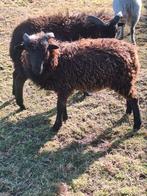 Ouessant dwergschaap rammetje, Dieren en Toebehoren, Mannelijk, Schaap, 0 tot 2 jaar