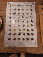 Gloster poster, Dieren en Toebehoren, Vogels | Kanaries