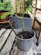 Jonge vijgenboom plant in goede gezondheid 2 scheuten, Ophalen, Vijgenboom