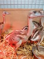 6 jonge nandoe's, Dieren en Toebehoren, Pluimvee, Geslacht onbekend, Overige soorten