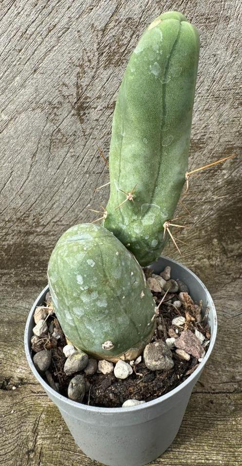 Trichocereus Bridgesii f Monstruose, Huis en Inrichting, Kamerplanten, Cactus, Minder dan 100 cm, Verzenden
