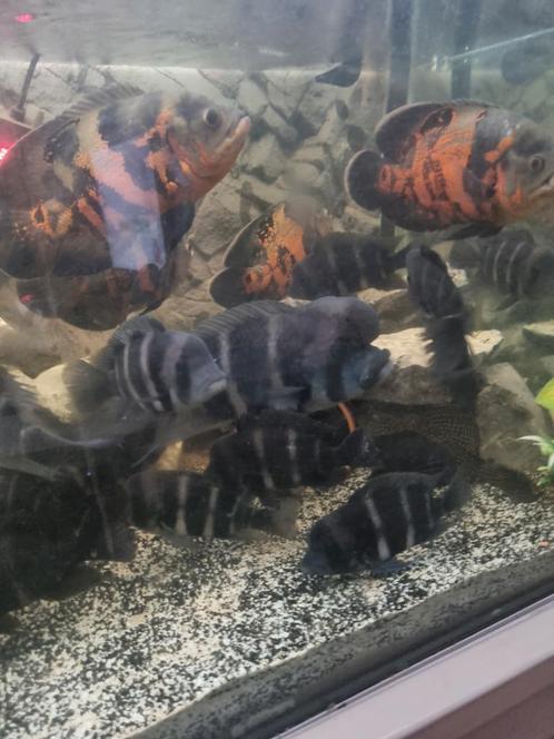 Cyphotilapia Frontosa en OB Multicolor, Dieren en Toebehoren, Vissen | Aquariumvissen, Zoetwatervis, Vis