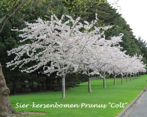 CERISIERS ORNAMENTAUX PRUNUS COLT, masse des fleurs blanches, Jardin & Terrasse, Plantes | Jardin, Plante fixe, Autres espèces