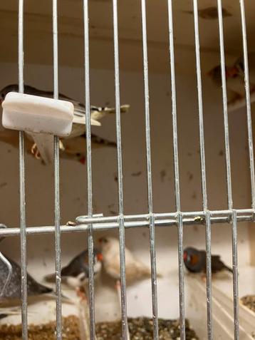 KWEEKRIJPE DIAMANT DUIFJES- ZEBRAVINKEN-  JAP.MEEUW-EA beschikbaar voor biedingen