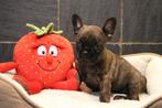 Franse Bulldog pups Brindle, Dieren en Toebehoren, België, CDV (hondenziekte), 8 tot 15 weken, Bulldog
