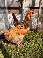 Koppeltje legkippen 3 maanden oud