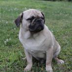 Cosmo - Mops te koop, 15 weken tot 1 jaar, Buitenland, CDV (hondenziekte), Eén hond