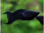 Black Molly Lyretail