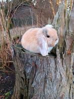 Raszuivere Nederlandse dwerg hangoor, Dieren en Toebehoren, Konijnen, Meerdere dieren, Dwerg, Hangoor, 0 tot 2 jaar