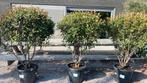 Meerstammige Photinia Red Robin, Ophalen