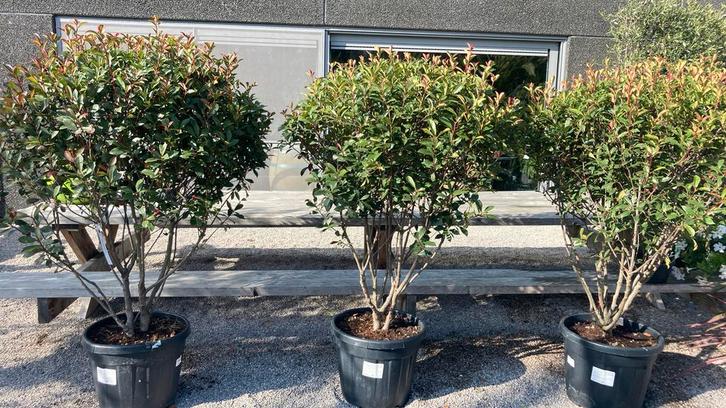 Meerstammige Photinia Red Robin, Tuin en Terras, Planten | Bomen, Ophalen
