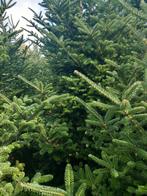 Prachtig kerstgroen 5 kg voor slechts 10 euro op=op i, Ophalen of Verzenden