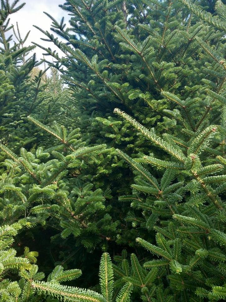 Prachtig kerstgroen 5 kg voor slechts 10 euro op=op i, Tuin en Terras, Bloembollen en Zaden, Ophalen of Verzenden