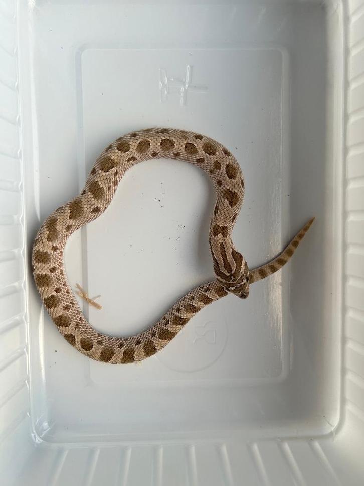 1.0 Haakneus conda het albino 66% het axanthic, Animaux & Accessoires, Reptiles & Amphibiens, Serpent, 0 à 2 ans, Domestique