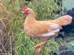 Leghorn Buff, Dieren en Toebehoren, Pluimvee