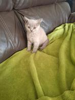 Brits korthaar kittens, Meerdere dieren, Gechipt, 0 tot 2 jaar