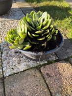 bloem met pot, Tuin en Terras, Ophalen