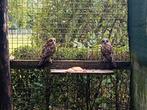 Koppel Boeboekuilen, Meerdere dieren, Roofvogel
