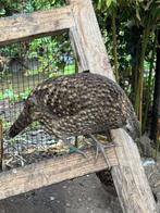 temmingck tragopan fazant, Dieren en Toebehoren, Pluimvee, Vrouwelijk, Overige soorten