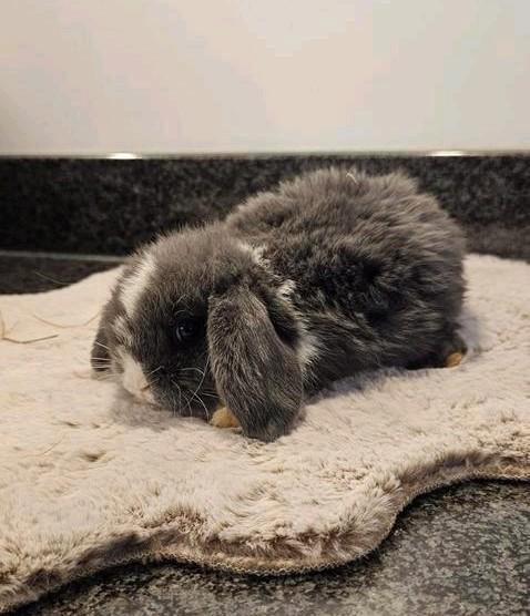 Prachtig Minilops 7 weken oud ( 4 voedsters en 1 ram ), Dieren en Toebehoren, Konijnen